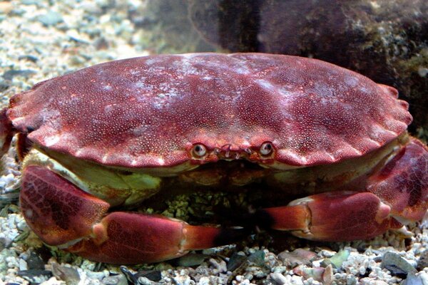 A sea crab is hunting on the bottom