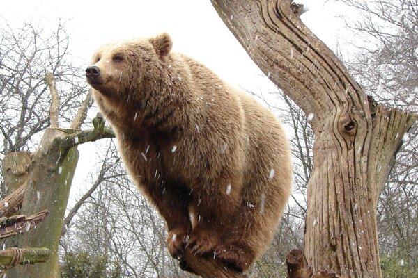 DER BÄR TRIFFT DEN ERSTEN SCHNEE