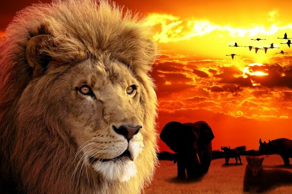 A proud lion on the background of elephants and rhinos