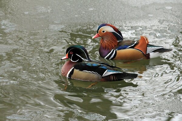 Two ducks swim on the water