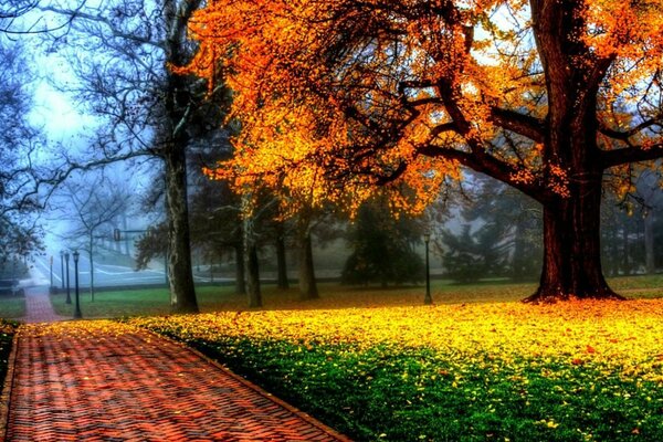 Heller Herbstlaubfall außerhalb der Stadt