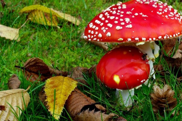 Cogumelos em grama verde e folhas de outono