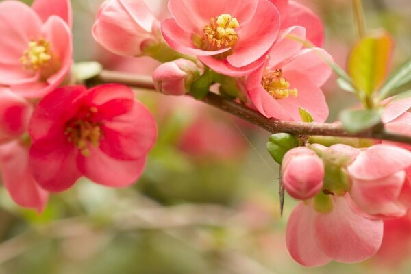 Photo of pink apple blossoms