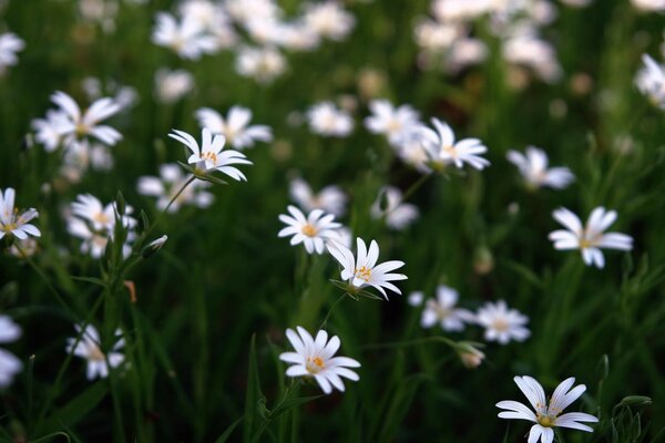 Belle margherite che fioriscono nel campo