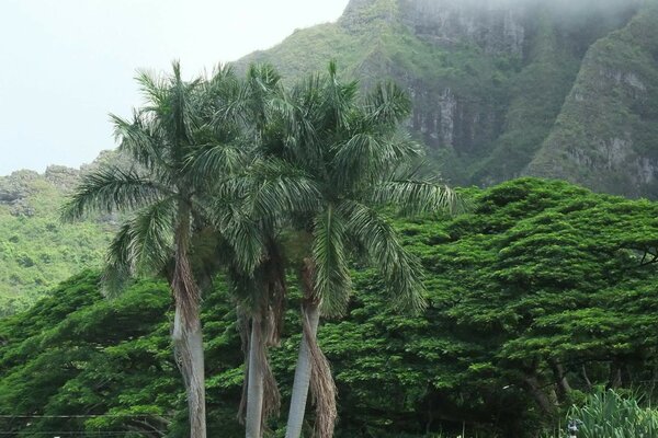 TROPICAL TREE ON THE BACKGROUND OF MOUNTAIN RANGES