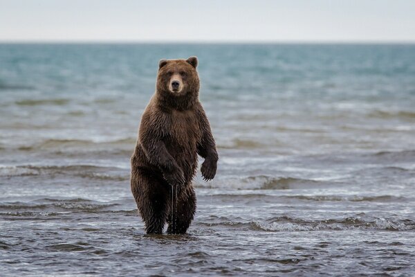 Ours Grizzly se baigne sans bikini