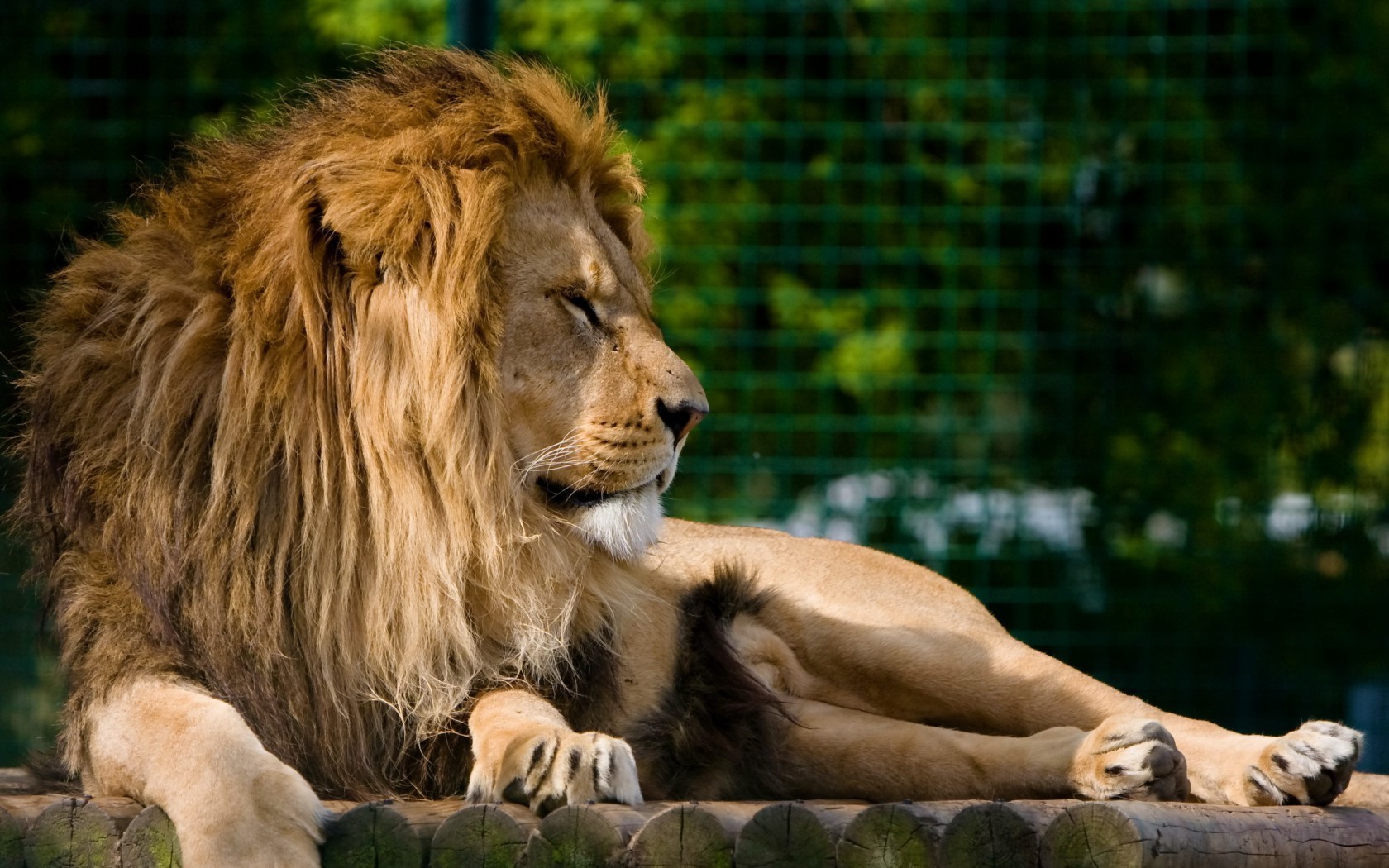 leoni mammifero gatto leone fauna selvatica animale zoo natura selvaggio ritratto mane pelliccia predatore erba