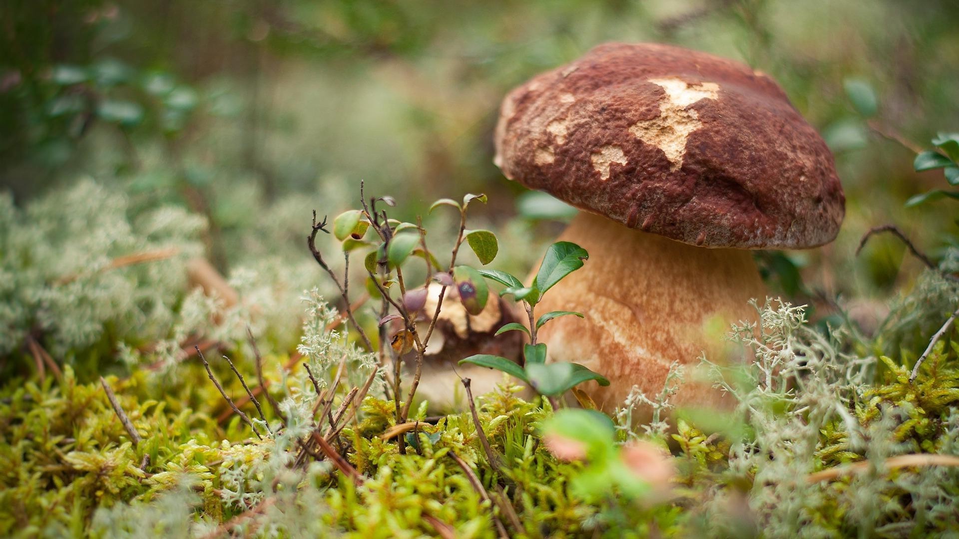 plantas hongo hongo naturaleza otoño madera musgo comida hoja al aire libre flora hierba salvaje cerca borovik árbol crecimiento temporada verano comestible