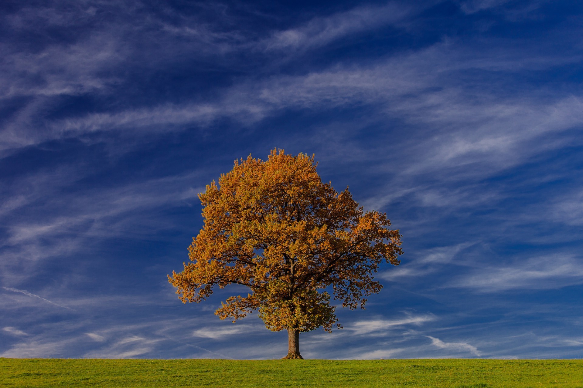 arbres paysage arbre campagne ciel à l extérieur nature rural automne beau temps soleil herbe lumineux