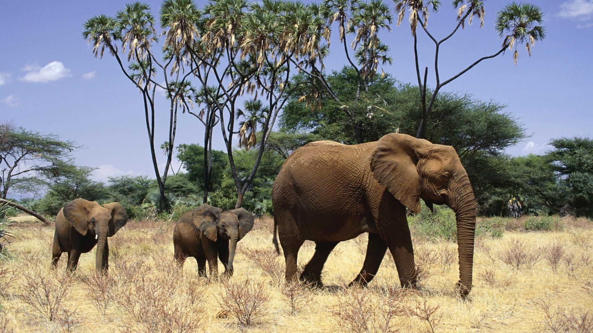 elefanten elefant säugetier tierwelt afrikanischer elefant kofferraum safari savanne im freien tier katze natur herde wild busch reisen baum kalb weide gras