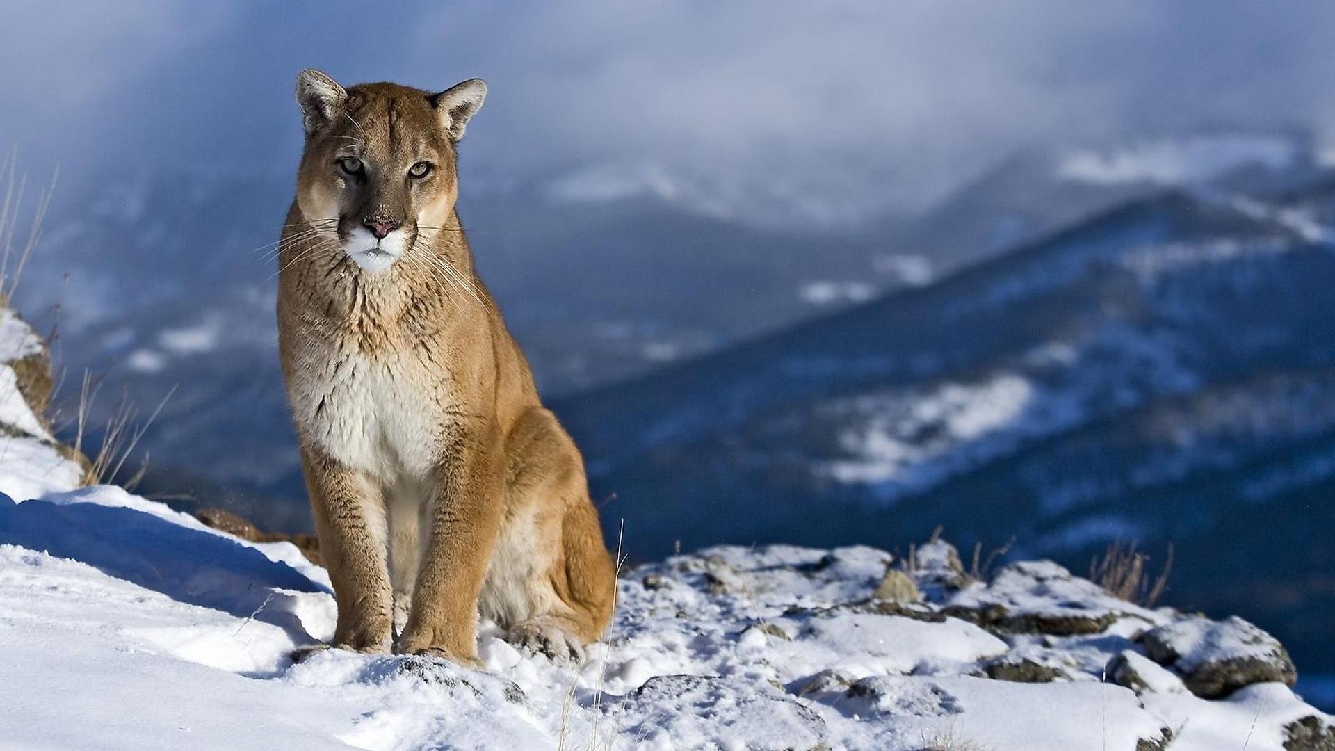 animais neve inverno natureza ao ar livre frio vida selvagem gelo selvagem montanha