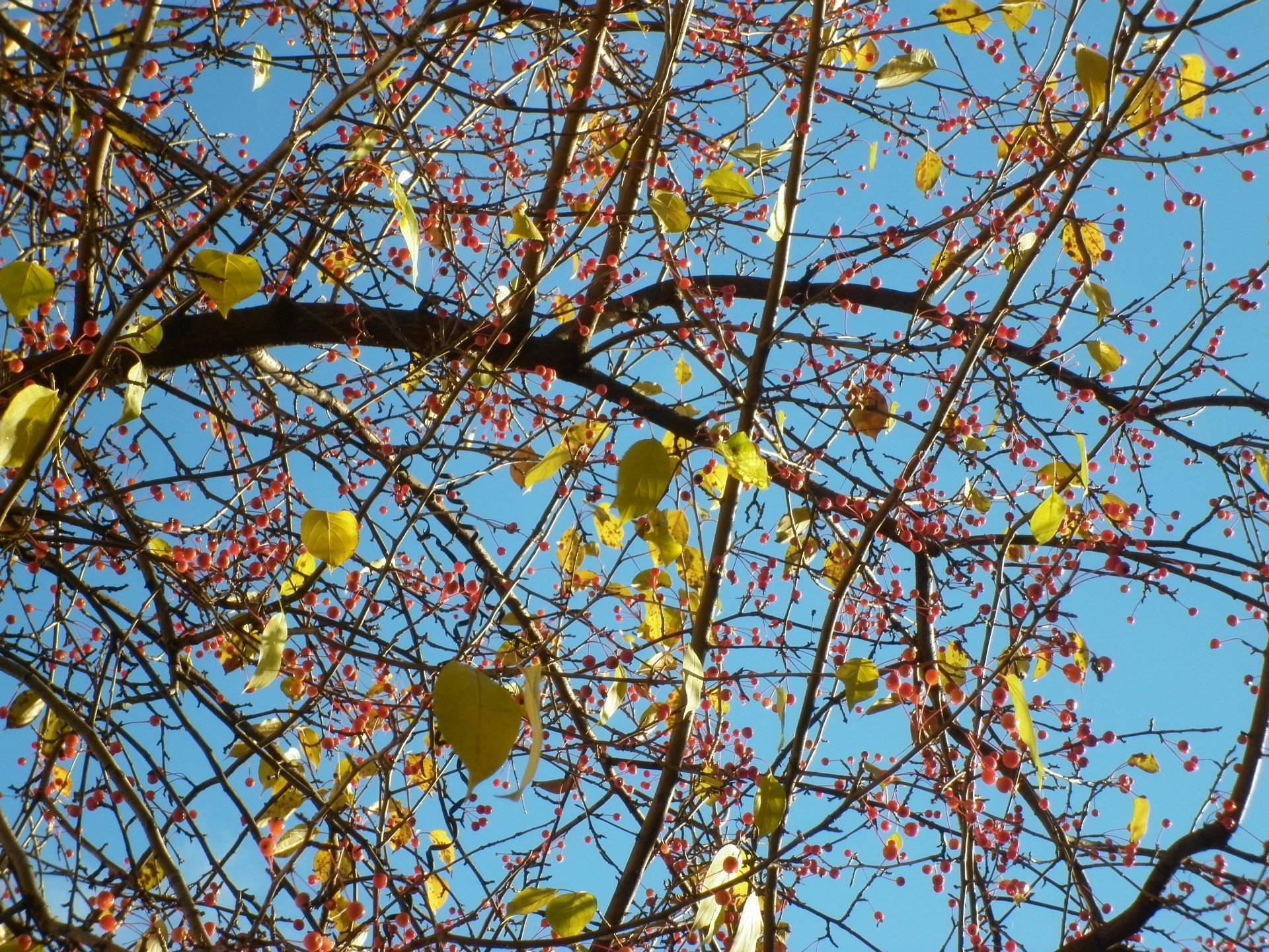 outono ramo árvore temporada natureza flora folha ao ar livre fruta céu azul flor outono céu crescimento brilhante desktop cereja cor