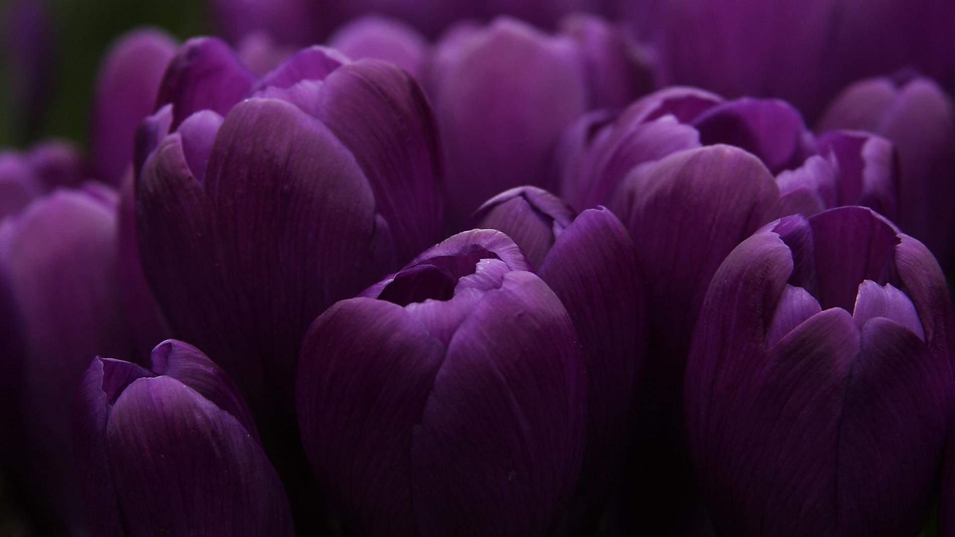 tulipani fiore natura colore tulipano giardino flora floreale petalo bello fiore