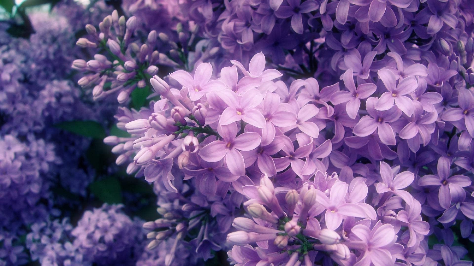 fiori fiore flora natura floreale giardino lavanda petalo fiore estate foglia bouquet decorazione bella colore brillante stagione viola