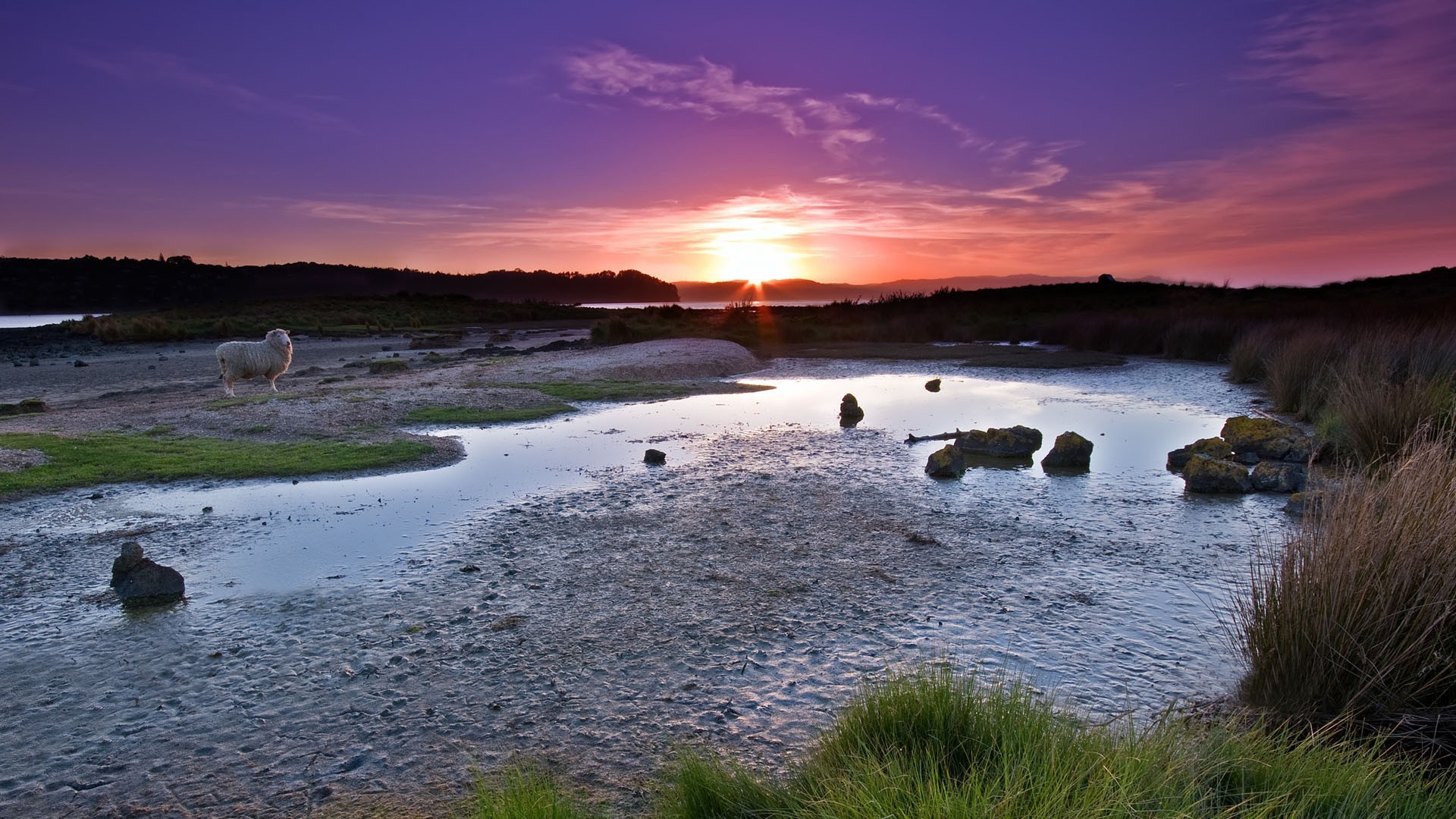 animales agua paisaje naturaleza al aire libre puesta de sol viajes mar cielo roca noche