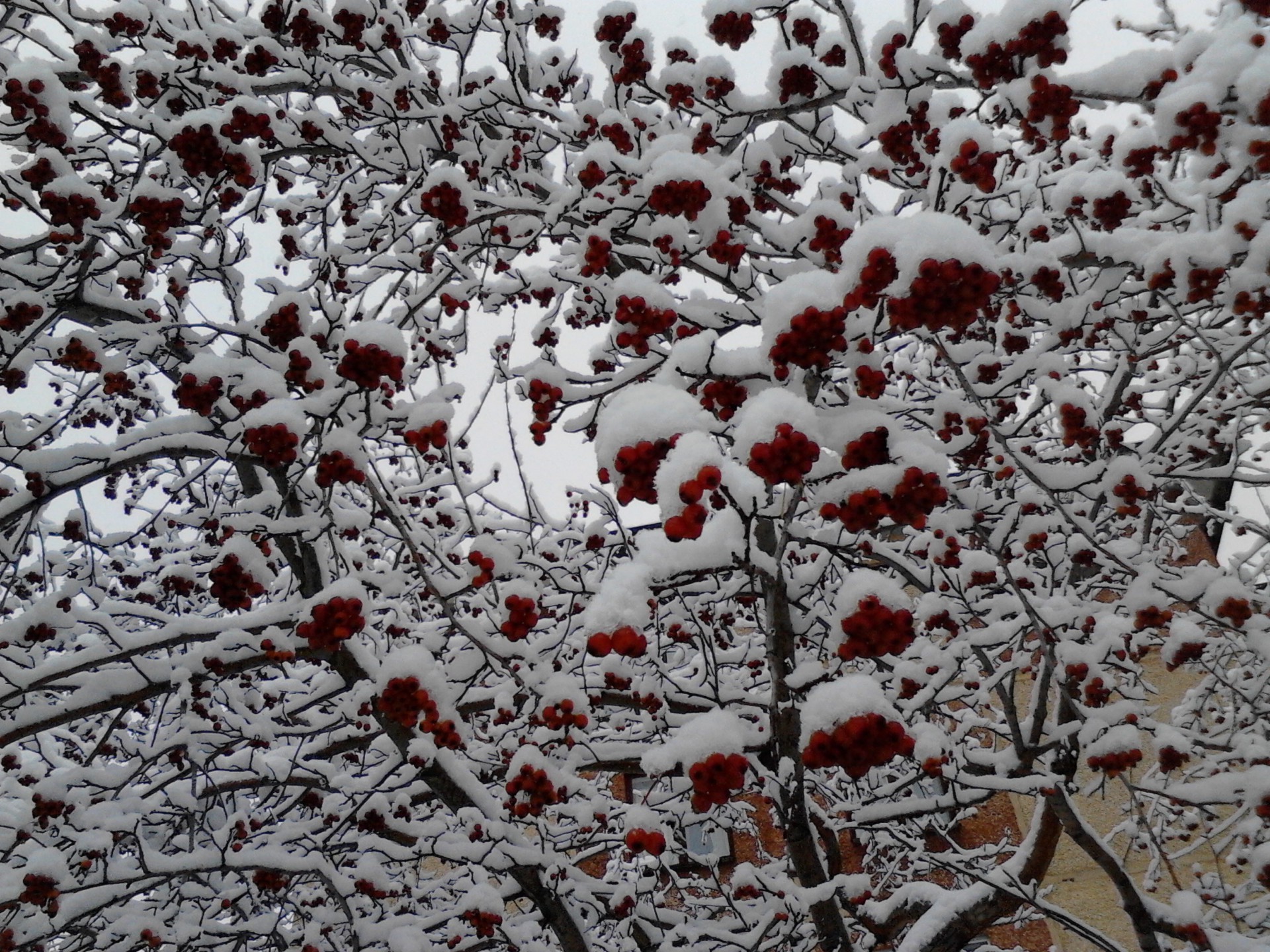 inverno desktop stagione modello carta da parati astratto struttura natura design gelo flora sfondo tessuto albero decorazione ramo luminoso senza soluzione di continuità ciliegia