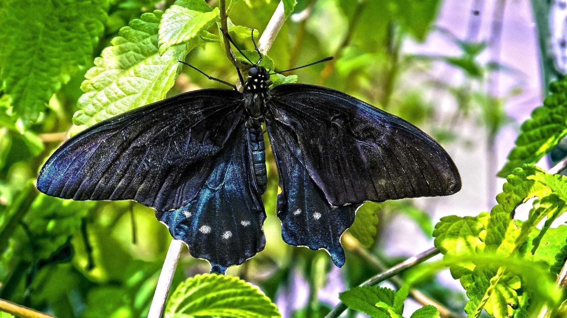 animals butterfly nature insect leaf summer garden outdoors flora wing beautiful flower invertebrate color biology wildlife environment tropical moth delicate