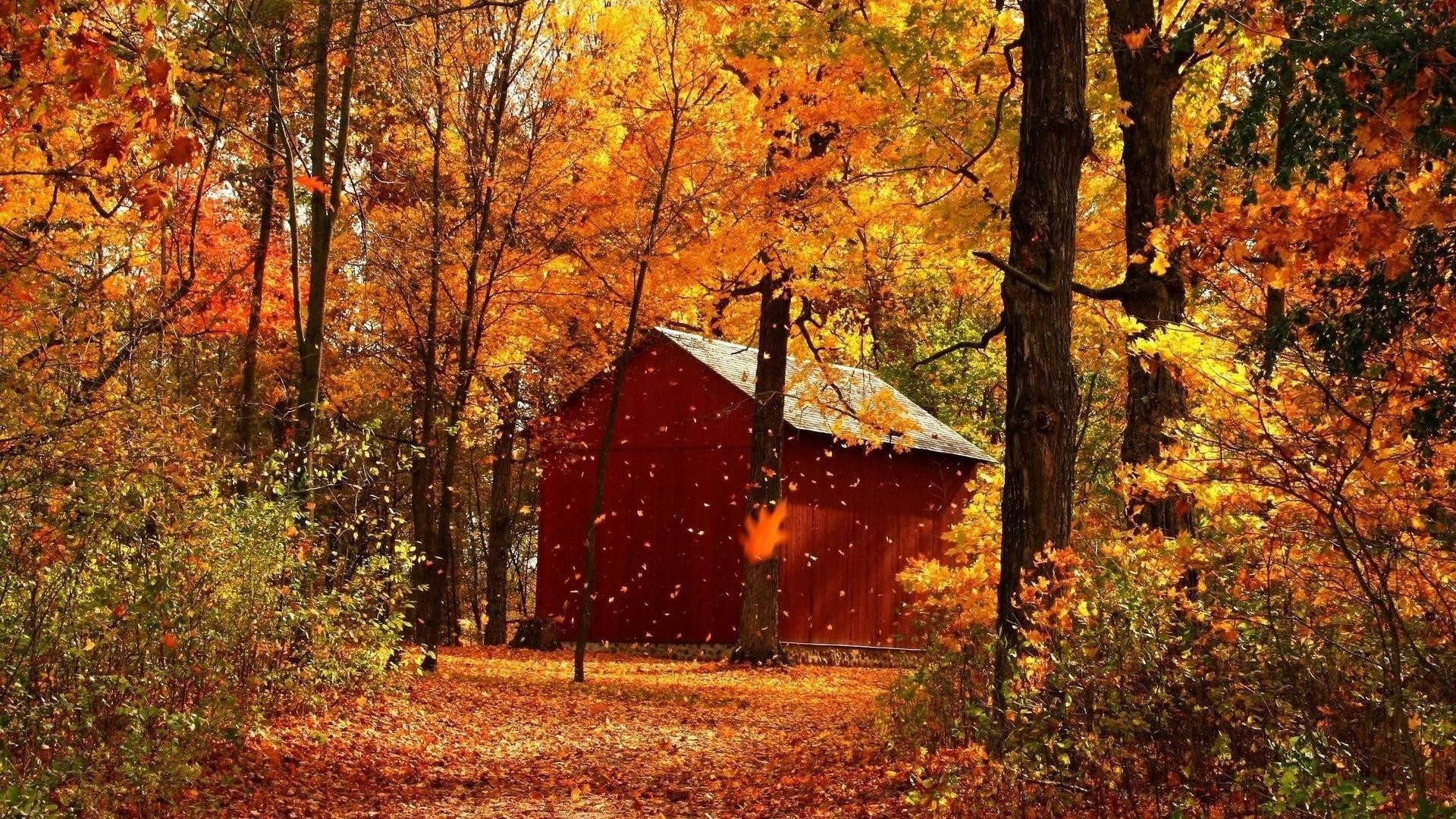 wald herbst holz blatt holz landschaft ahorn im freien des ländlichen park natur landschaft saison landschaftlich