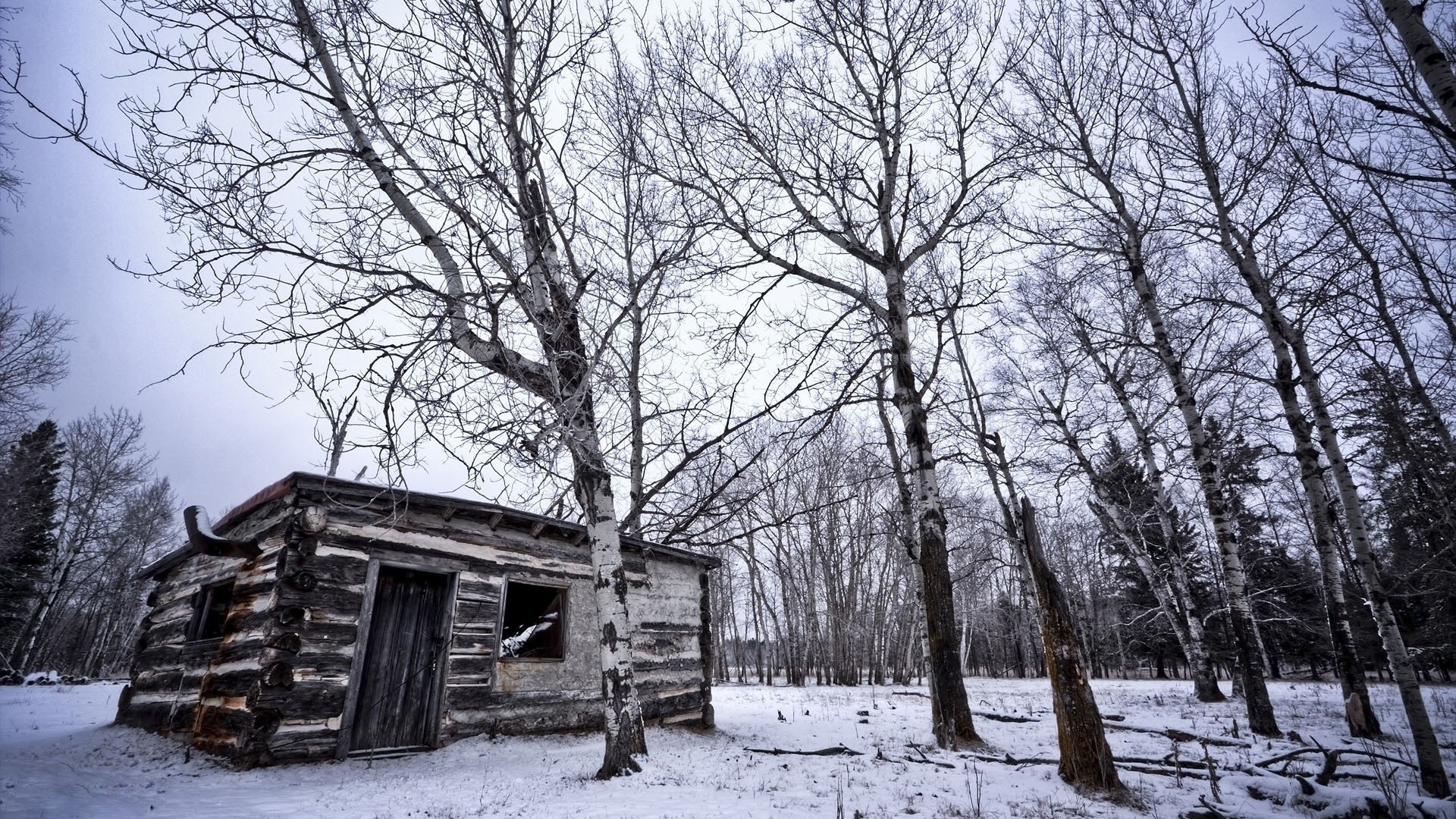 winter snow wood tree cold frost season weather frozen ice branch landscape nature outdoors