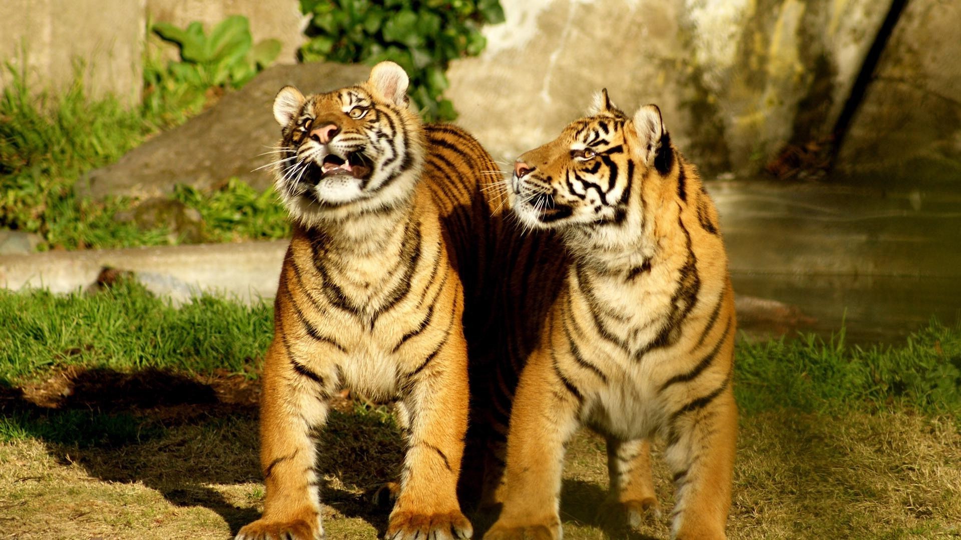 tigres chat tigre faune mammifère prédateur animal zoo jungle safari mangeur de viande chasseur fourrure sauvage grand bande portrait à la recherche chasse agression en colère