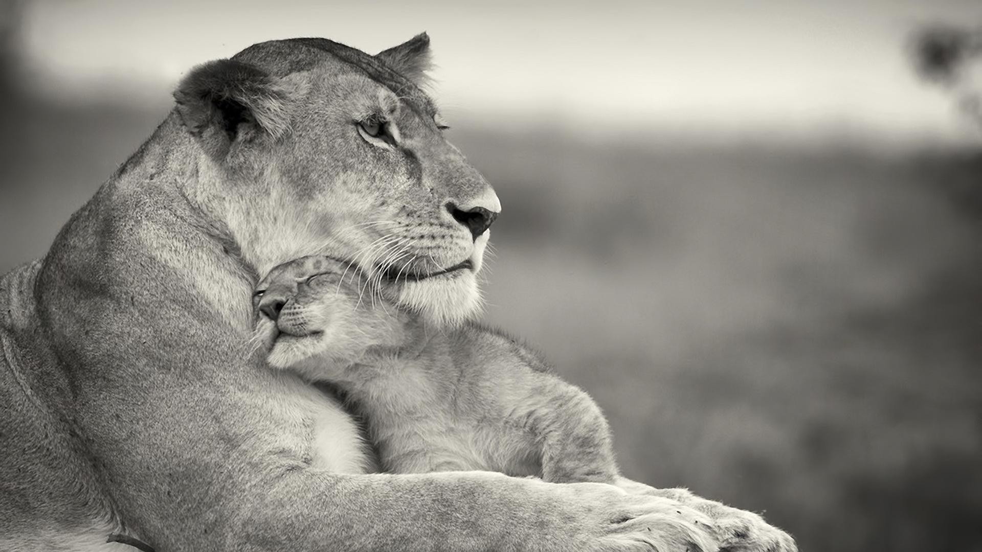 lions chat lion mammifère faune nature animal portrait sauvage zoo fourrure monochrome