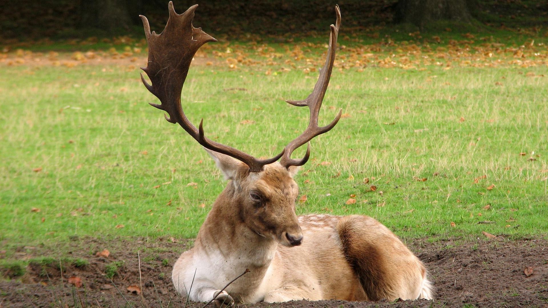 cervi mammifero fauna selvatica animale pantswood erba natura selvaggio pelliccia carro armato addio al celibato alce