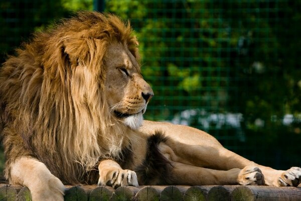狮子是一种强壮的野兽
