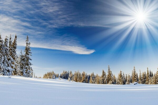 Photo of a winter forest with snowdrifts and the sun