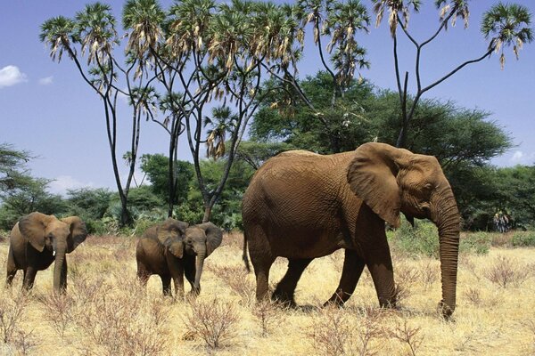 Elephant with baby elephants in the desert