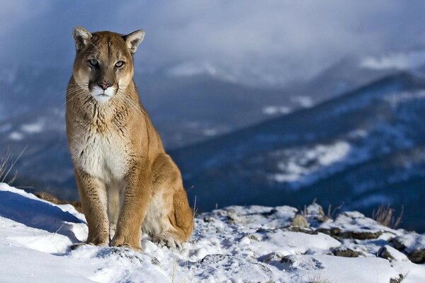 Incredible wild cat on a winter background