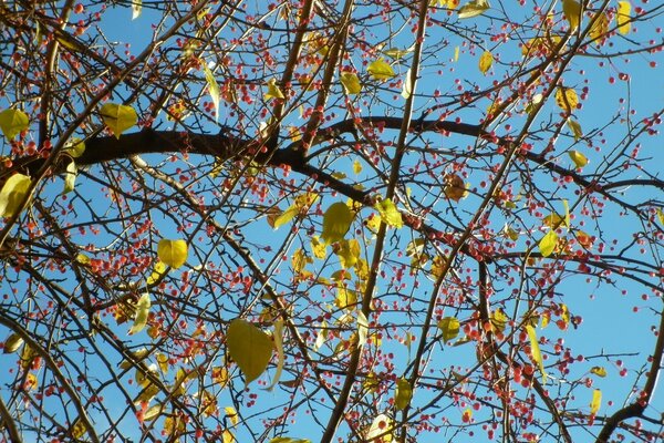 Foto autunnali di alberi in stagione!