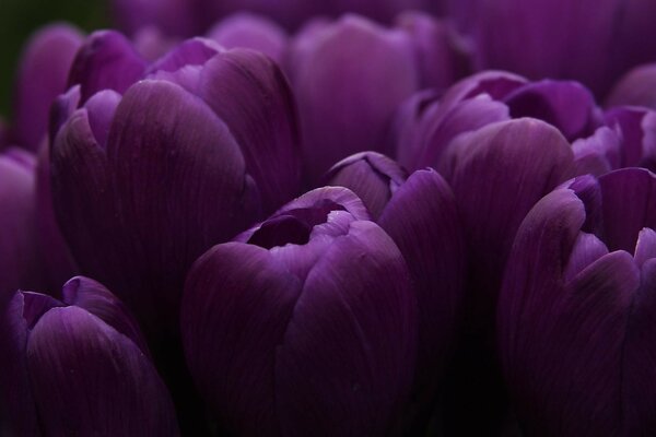 Photos of closed purple tulips in nature