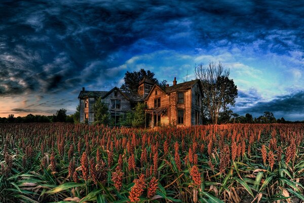 An old ranch in a cornfield before a thunderstorm. Dark sky