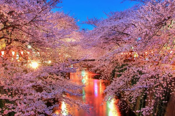 Wunderschöne Sakura. Die Beleuchtung der Stadt spiegelt sich im Wasser wider