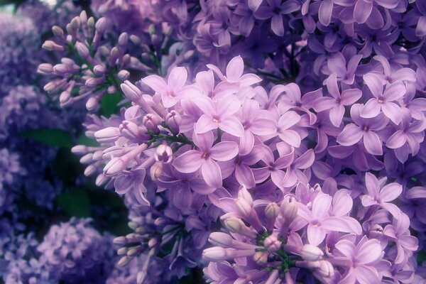 Lilac bushes bloomed in the garden