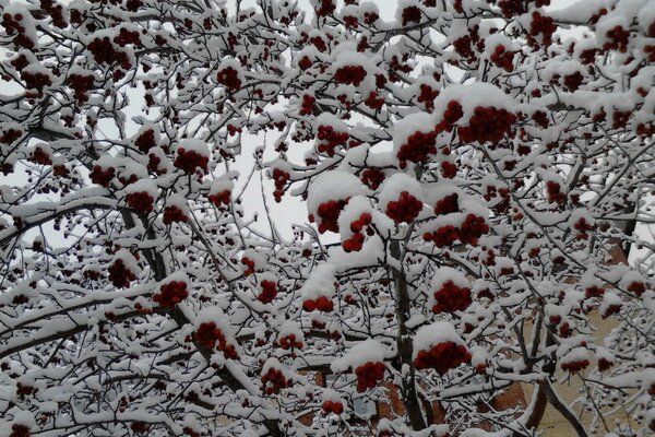 Racimos de ceniza de montaña cubiertos de nieve