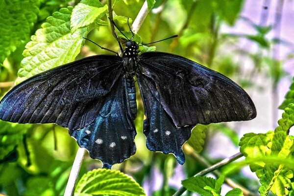 Dark butterfly on a green leaf