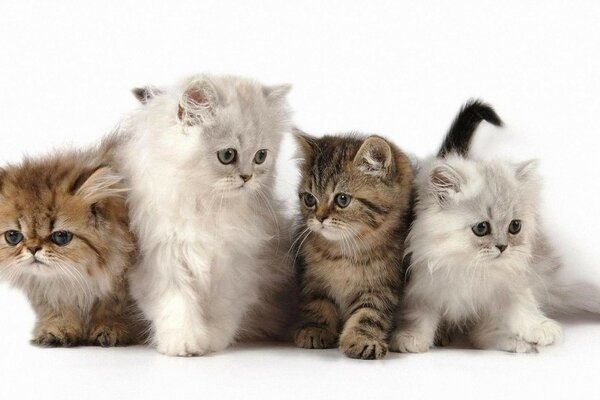 Small fluffy kittens on a white background