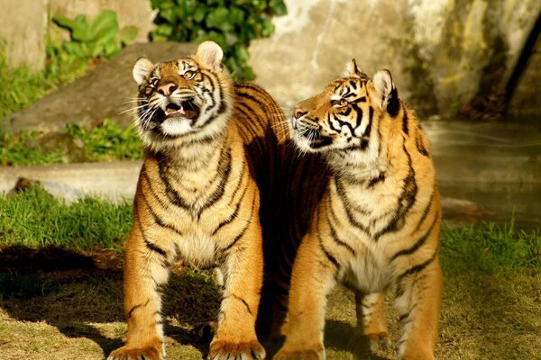 Deux représentants des tigres près de la rivière