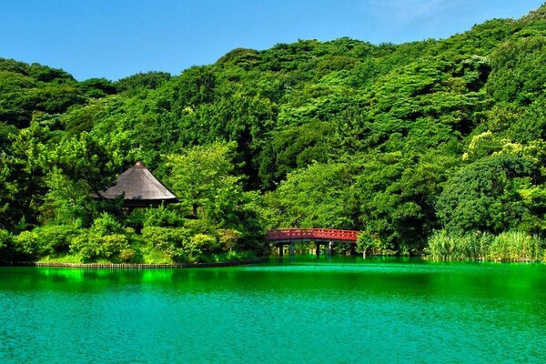 A hut on the shore drowned in the crowns of trees