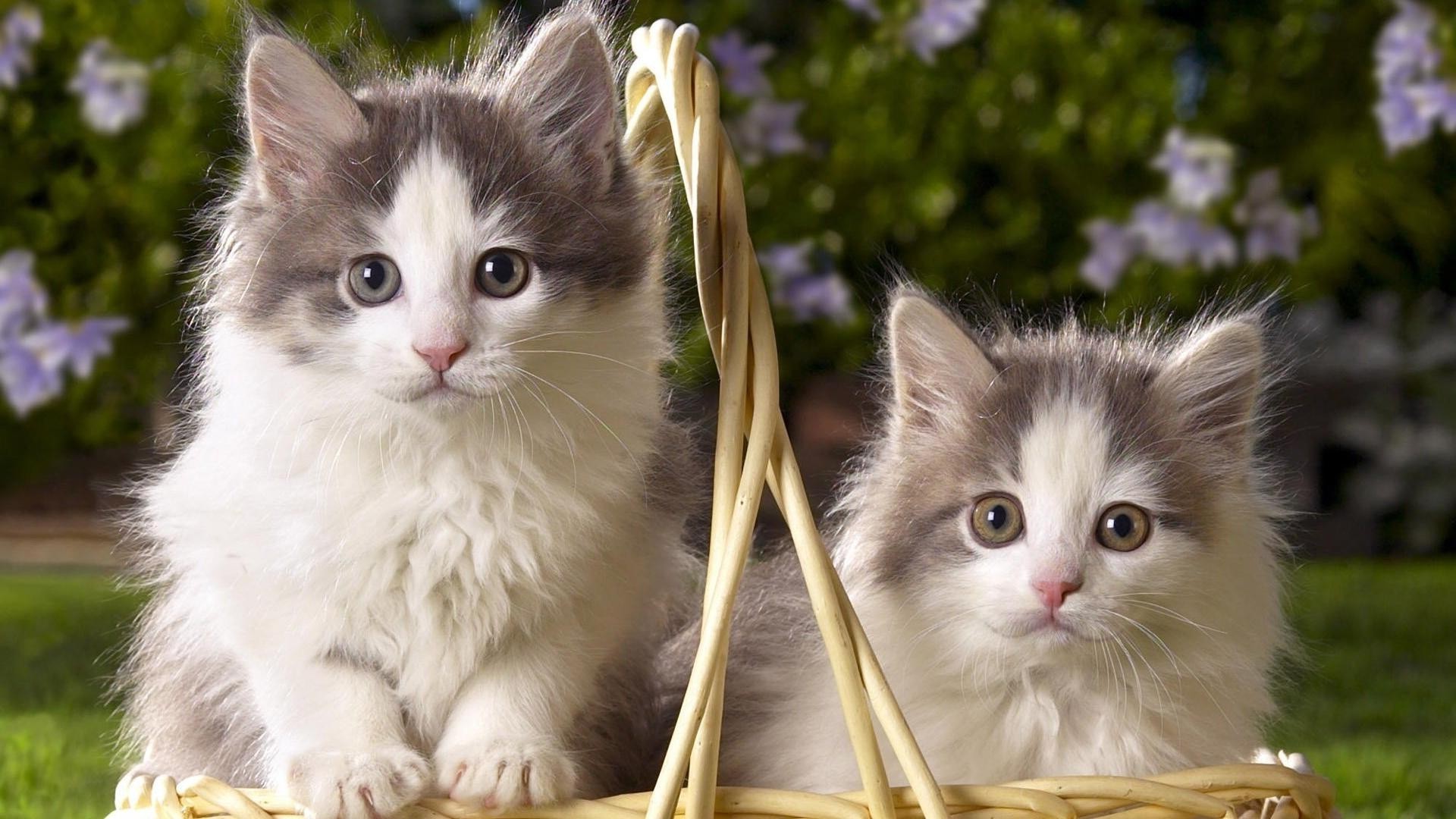 gatos gato gatinho fofa pele animal de estimação olho animal bigode pequeno doméstico retrato para baixo mamífero engraçado jovem tabby fofo sentar adorável bebê