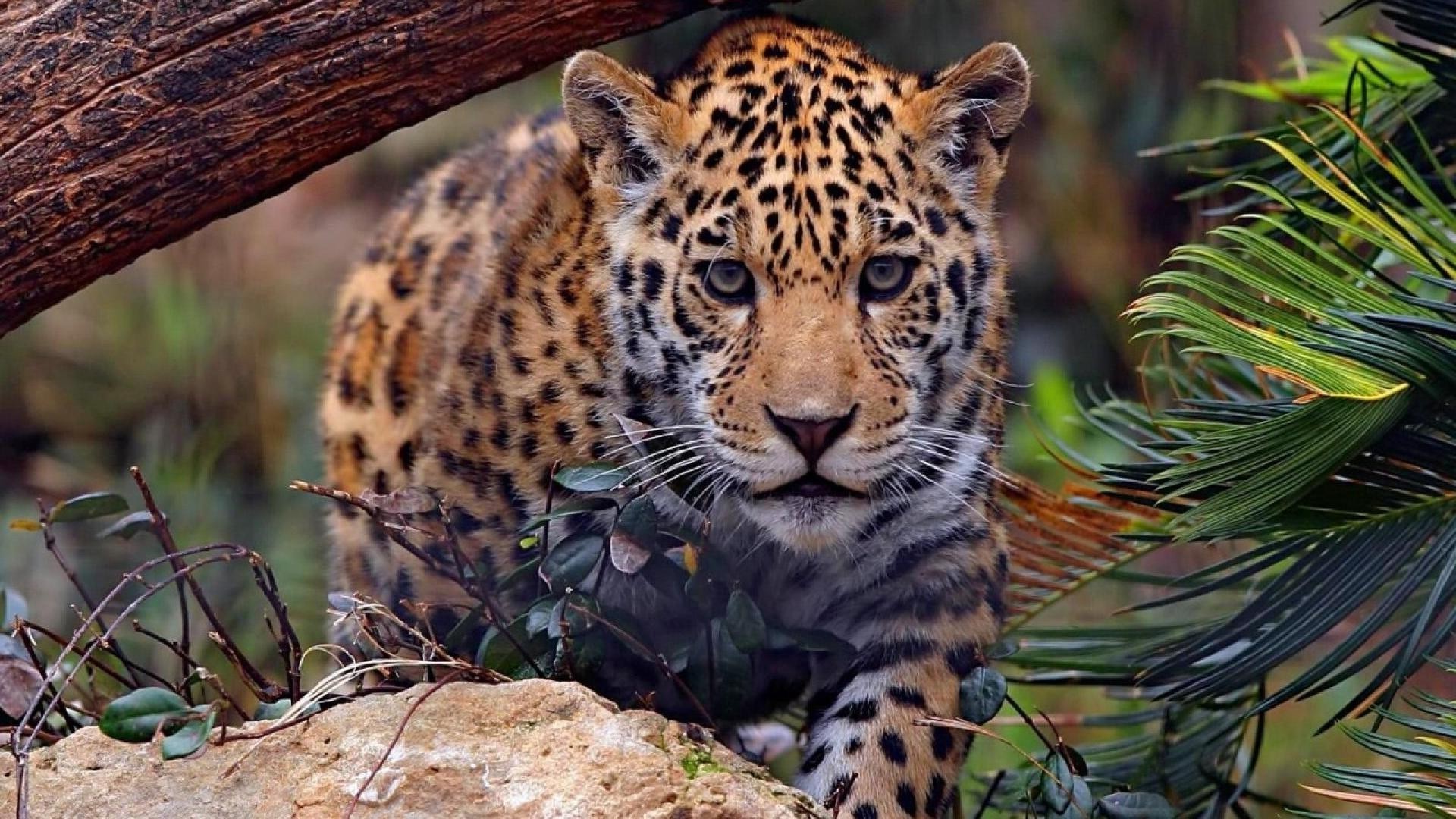 leopards wildlife cat nature wild animal predator mammal zoo hunter safari carnivore jungle big