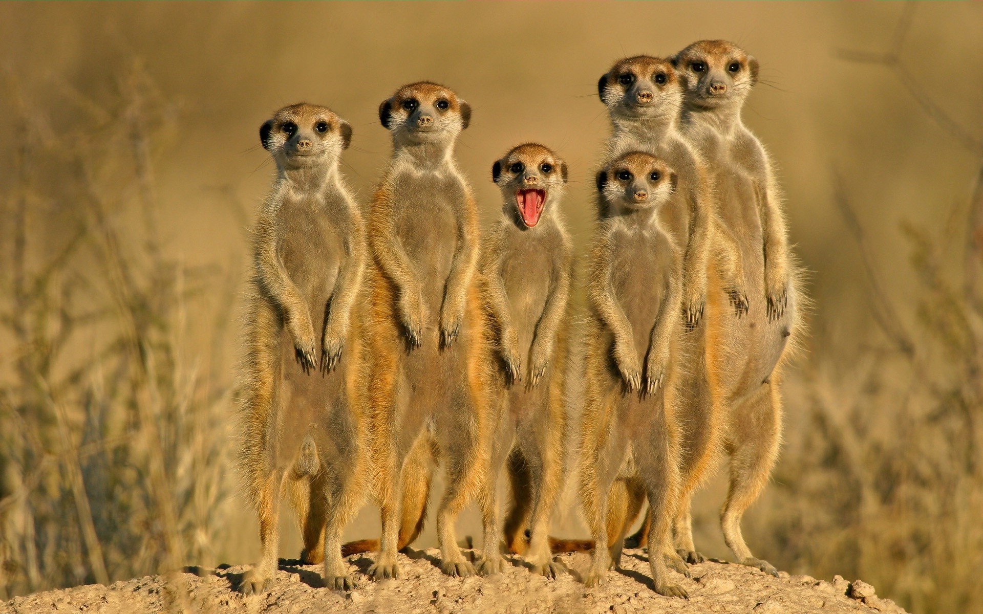 hayvanlar memeli yaban hayatı hayvan doğa çimen vahşi safari park açık havada