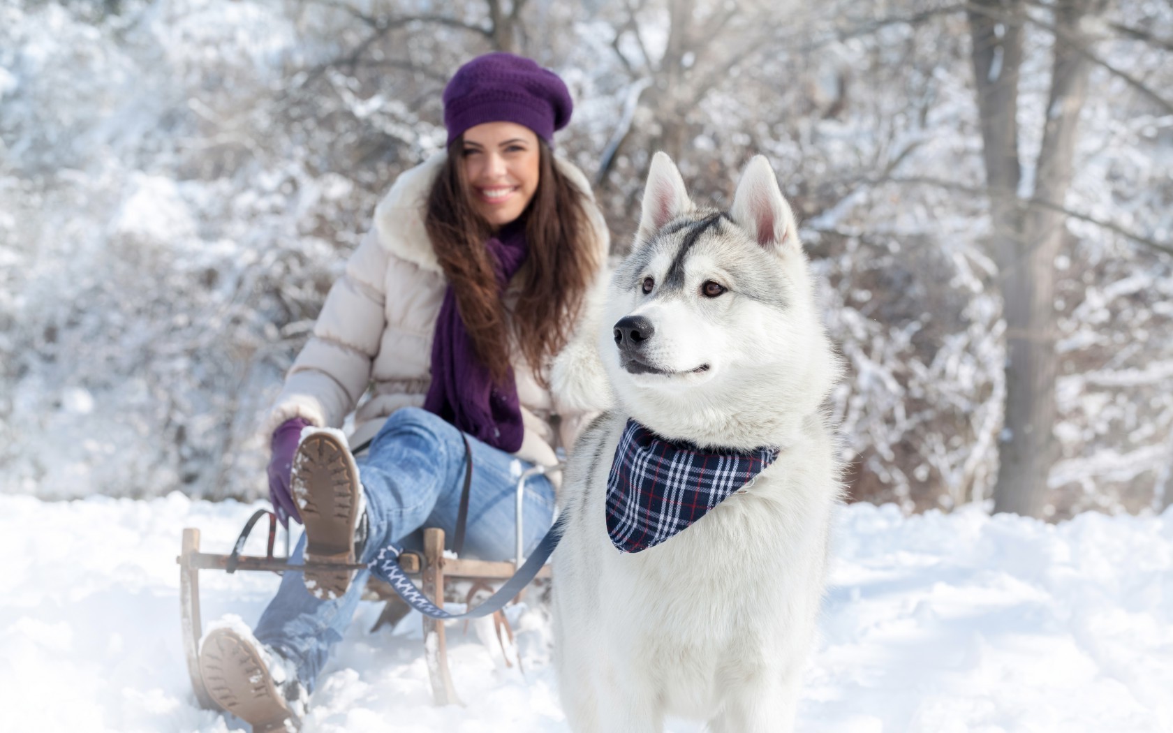 tiere winter schnee kälte schlitten frost im freien jahreszeit schlitten frostig eis holz freude frau kappe schal wetter natur handschuhe