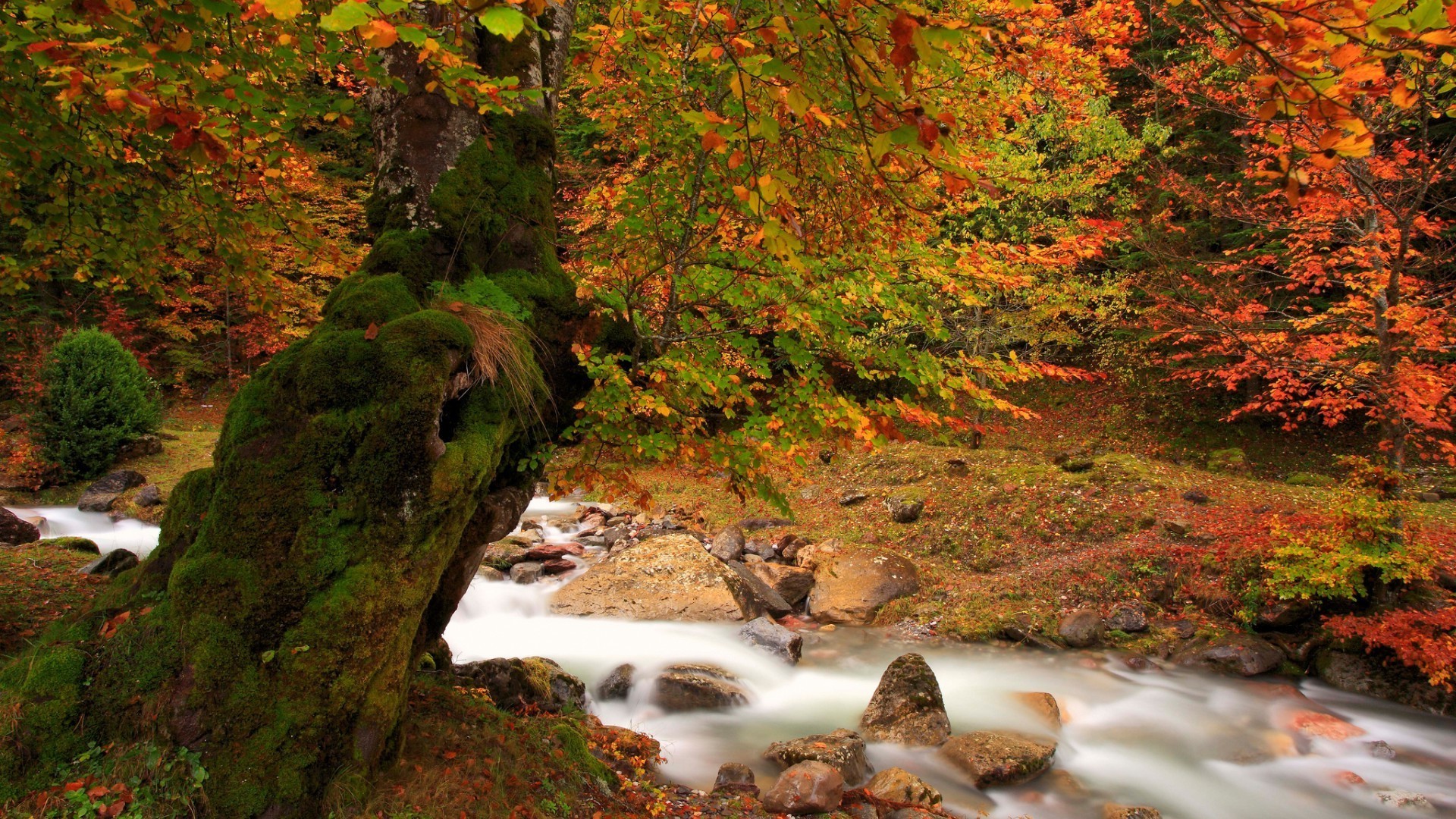 cascades automne feuille à l extérieur eau bois bois nature paysage rivière érable scénique cascade voyage luxuriante flux lumière du jour parc mousse