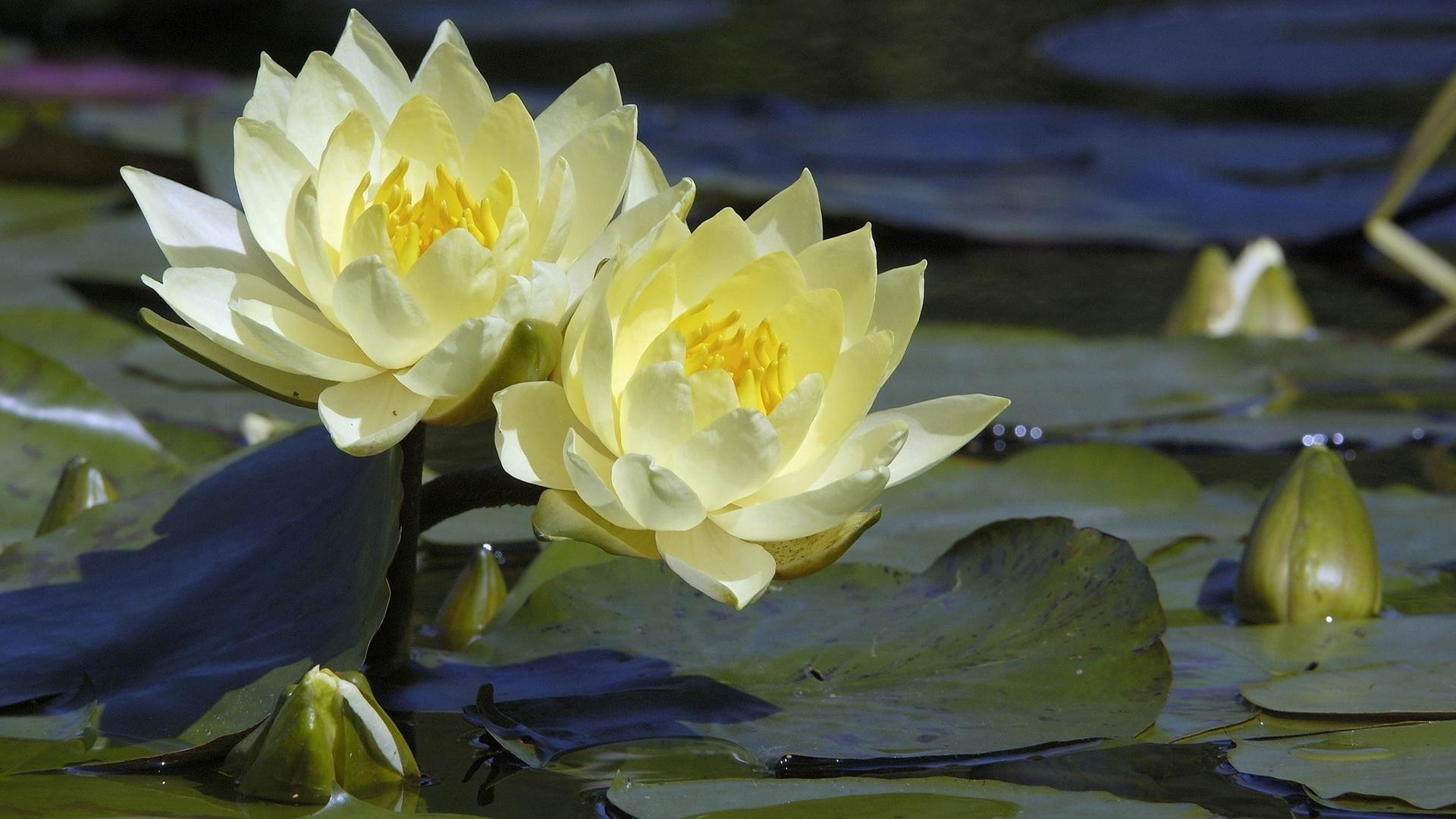 flores en el agua loto piscina flor lirio hoja naturaleza floración flora lirio de agua jardín pétalo natación acuático verano zen meditación parque floral hermoso