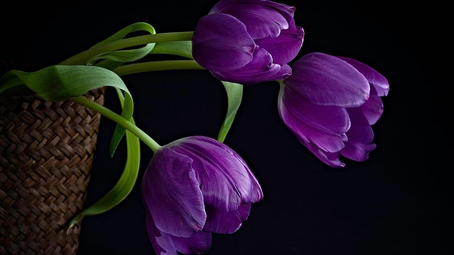 природа цветы тюльпан черный бесплатно