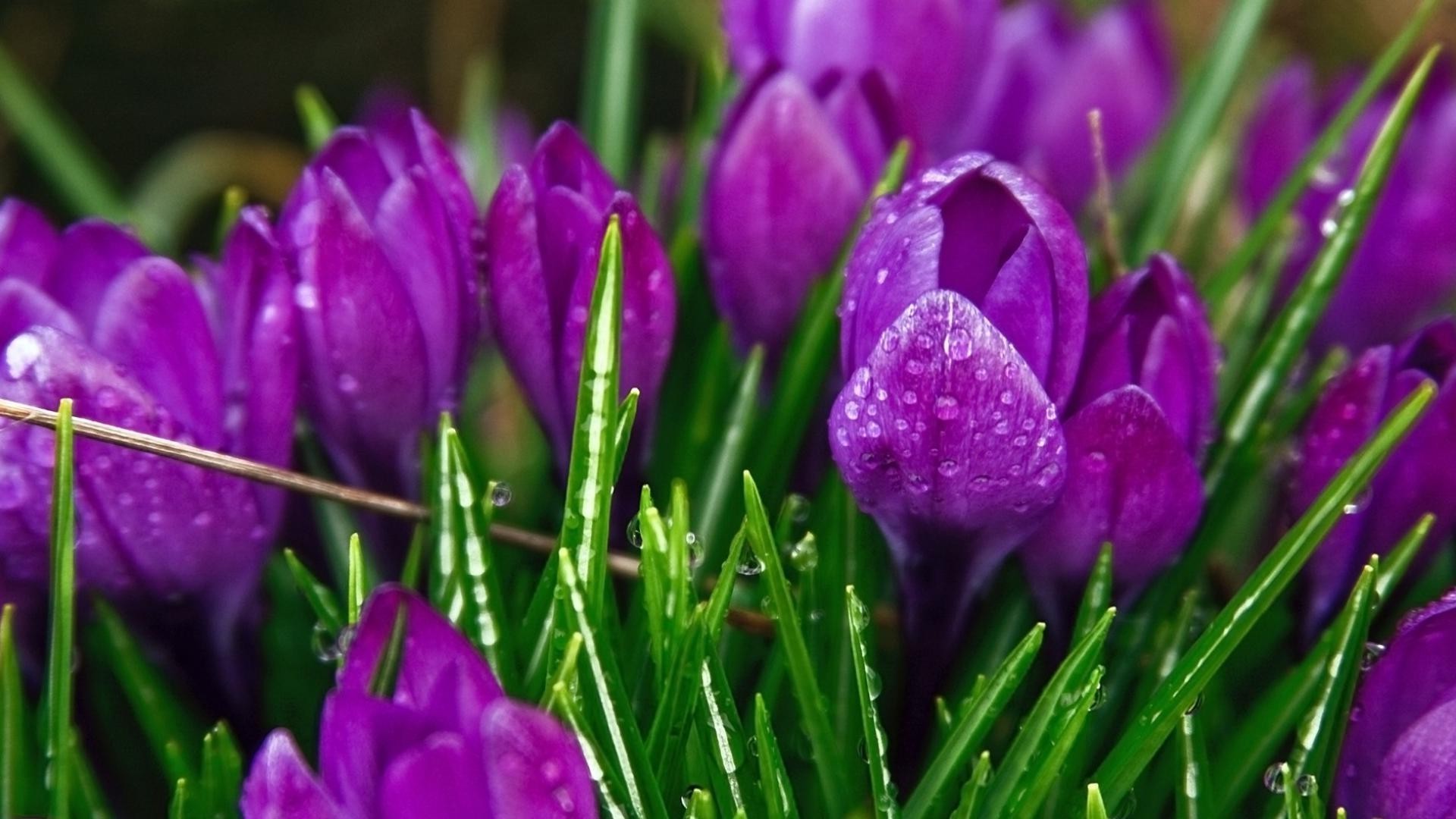 laleler doğa paskalya çiçek flora bahçe lale yaprak yaz renk sezon çiçek parlak çiçeklenme büyüme buket çimen alan açık havada petal