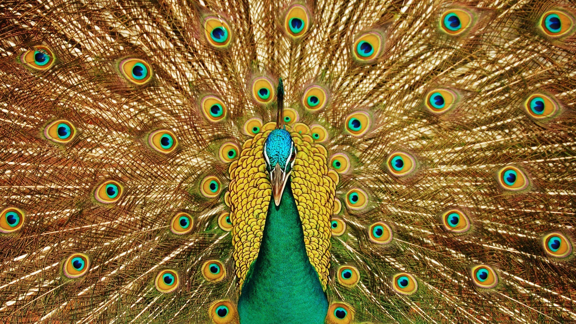 animals peacock tail bird feather peafowl ritual pattern turquoise vibrant dancing exhibition cockerel neck multi tropical zoo color bright desktop texture