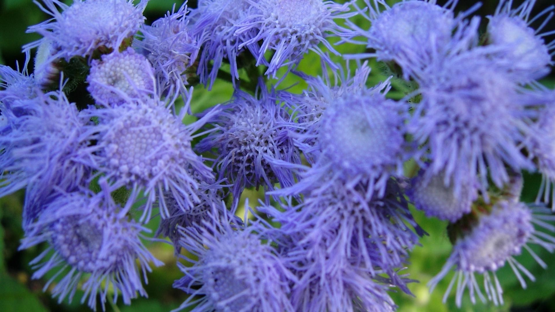 flowers nature flora flower garden summer head color blooming wild field floral close-up violet bright leaf perennial growth beautiful petal